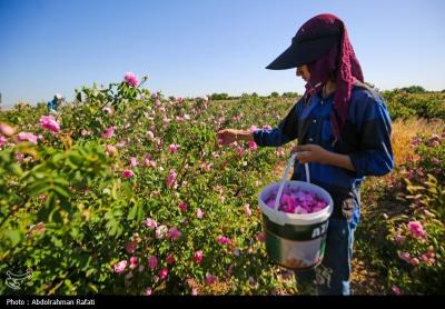استان همدان قطب کشت و تولید گل محمدی 