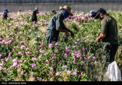 استان همدان قطب کشت و تولید گل محمدی 