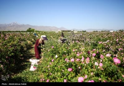 استان همدان قطب کشت و تولید گل محمدی 