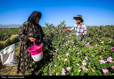 استان همدان قطب کشت و تولید گل محمدی 