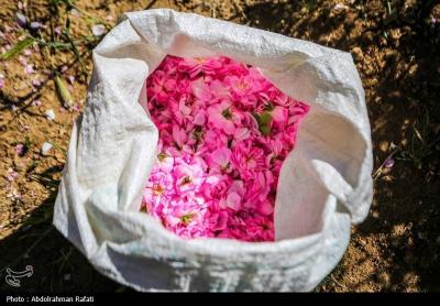 استان همدان قطب کشت و تولید گل محمدی 