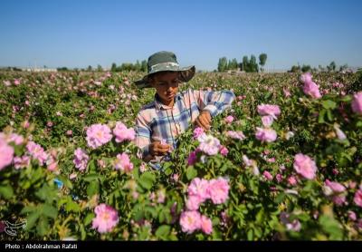 استان همدان قطب کشت و تولید گل محمدی 