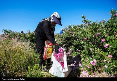 استان همدان قطب کشت و تولید گل محمدی 