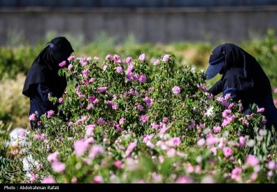 استان همدان قطب کشت و تولید گل محمدی 