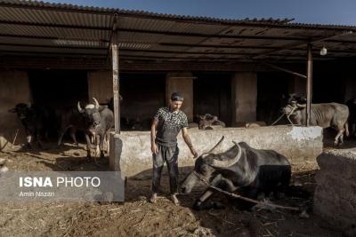 پرورش گاومیش و گاومیش‌داری