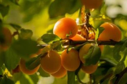 داستان عجیب یک درخت با ۲۰ نوع میوه +فیلم