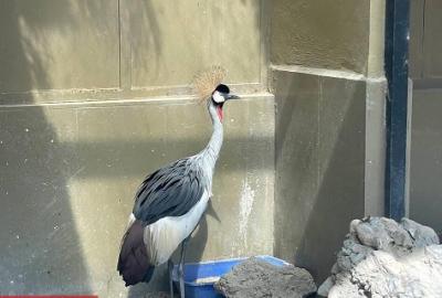باغ وحش ارم تهران 
