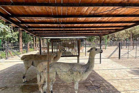باغ وحش ارم تهران 