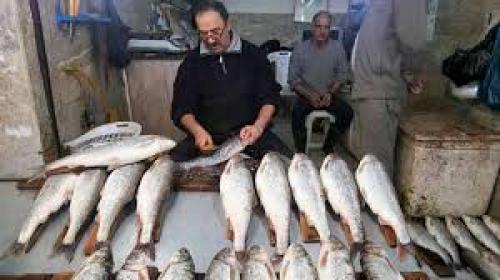 قیمت انواع ماهی  ۱۶ مرداد