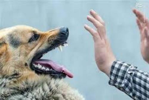 اینفوگرافیک/ هنگام حمله سگ چه کنیم؟