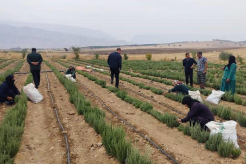 زیر کشت رفتن 30هکتار زمین کشاورزی با گیاهان دارویی