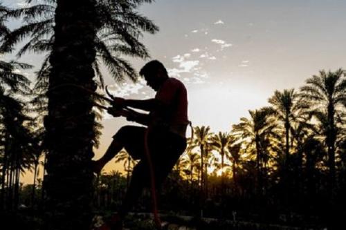 سارقان خرما تا فصل برداشت آزاد نمی‌شوند
