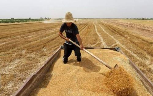 بدهکاری ۱۲۰ هزار میلیاردی دولت به گندم‌کاران