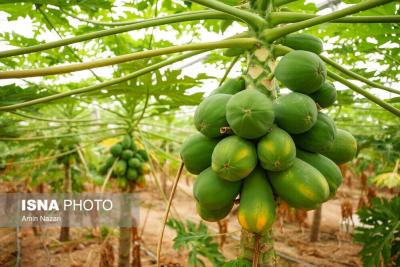 پرورش میوه پاپایا در دزفول 