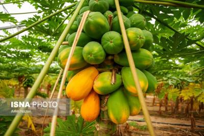 پرورش میوه پاپایا در دزفول 