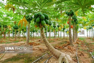 پرورش میوه پاپایا در دزفول 