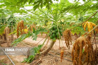 پرورش میوه پاپایا در دزفول 