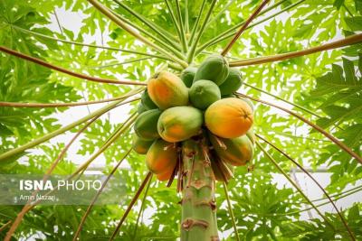 پرورش میوه پاپایا در دزفول 