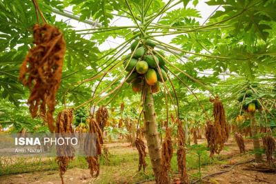 پرورش میوه پاپایا در دزفول 