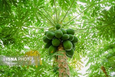پرورش میوه پاپایا در دزفول 