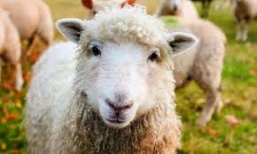 قیمت دام زنده امروز ۲ مهر
