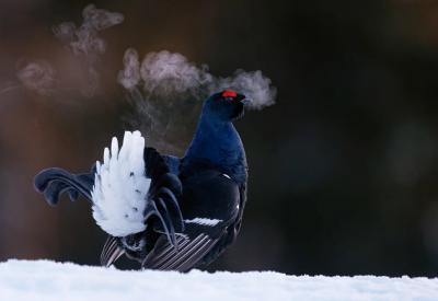 برندگان مسابقه عکاسی از پرندگان