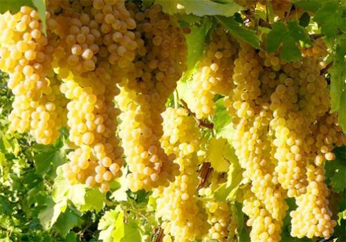 برداشت انگور در بوانات