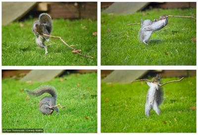 عکاسی کمدی از حیات‌وحش