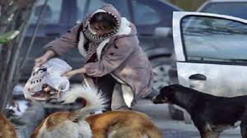 افزایش سگ‌های ولگرد با ژست‌های اینستاگرامی! 