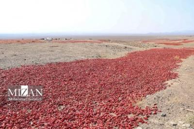 بیزه پایتخت فلفل ایران 