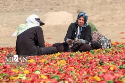 بیزه پایتخت فلفل ایران 