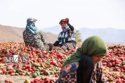 بیزه پایتخت فلفل ایران 