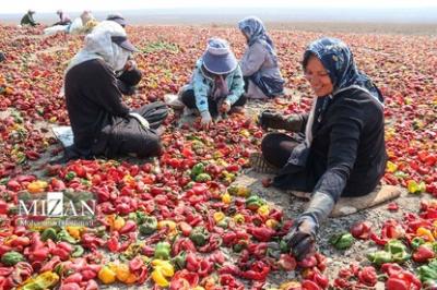 بیزه پایتخت فلفل ایران 