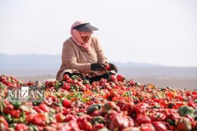 بیزه پایتخت فلفل ایران 