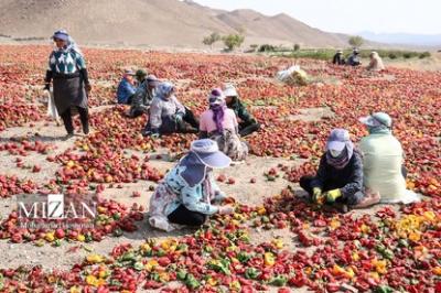 بیزه پایتخت فلفل ایران 