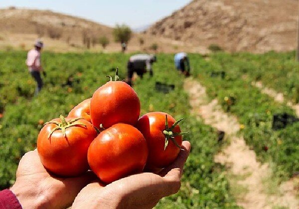 یخ‌زدگی بوته‌های گوجه‌فرنگی