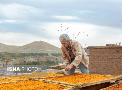 بزرگترین تولیدکننده آلو در کشور