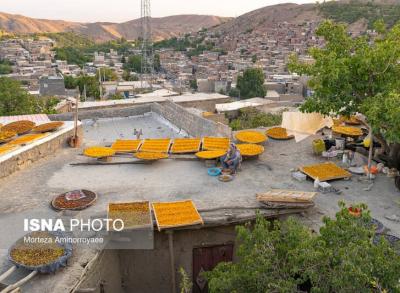 بزرگترین تولیدکننده آلو در کشور