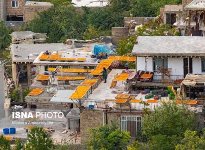 بزرگترین تولیدکننده آلو در کشور