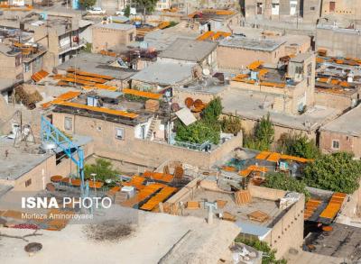 بزرگترین تولیدکننده آلو در کشور