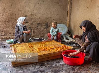 بزرگترین تولیدکننده آلو در کشور