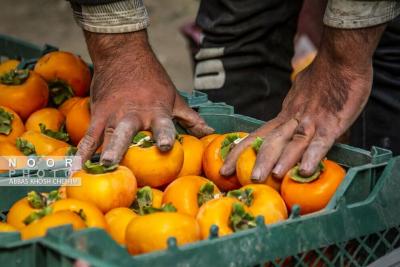 بفرمایید خرمالو تازه 