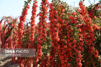 برداشت زرشک در خراسان جنوبی