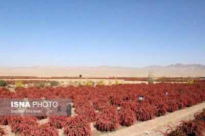 برداشت زرشک در خراسان جنوبی