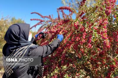 برداشت زرشک در خراسان جنوبی