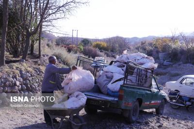 برداشت زرشک در خراسان جنوبی