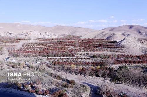 برداشت زرشک در خراسان جنوبی