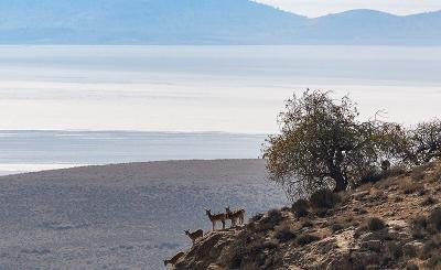 سرشماری پستانداران در جزایر پارک ملی دریاچه ارومیه 