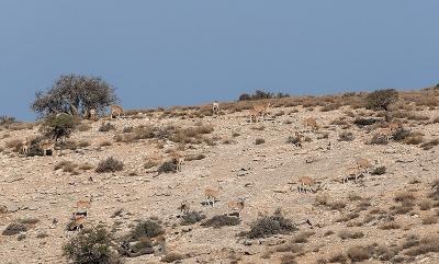 سرشماری پستانداران در جزایر پارک ملی دریاچه ارومیه 