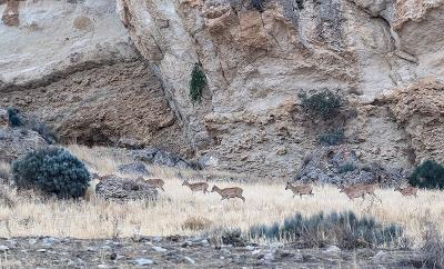 سرشماری پستانداران در جزایر پارک ملی دریاچه ارومیه 